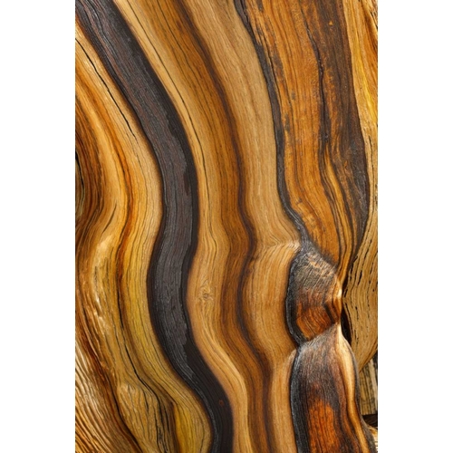 California, Inyo NF Patterns in bristlecone pine
